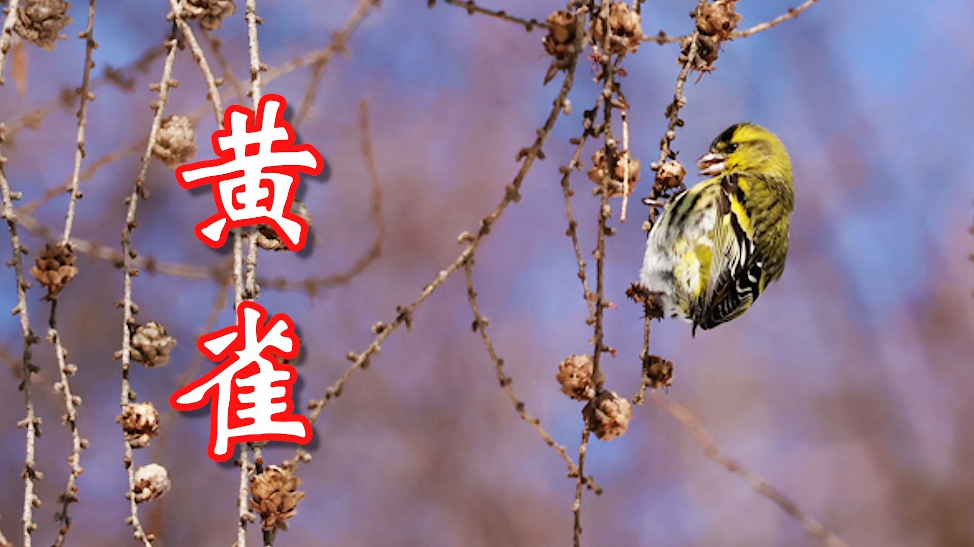 黄雀有哪些生活习性呢